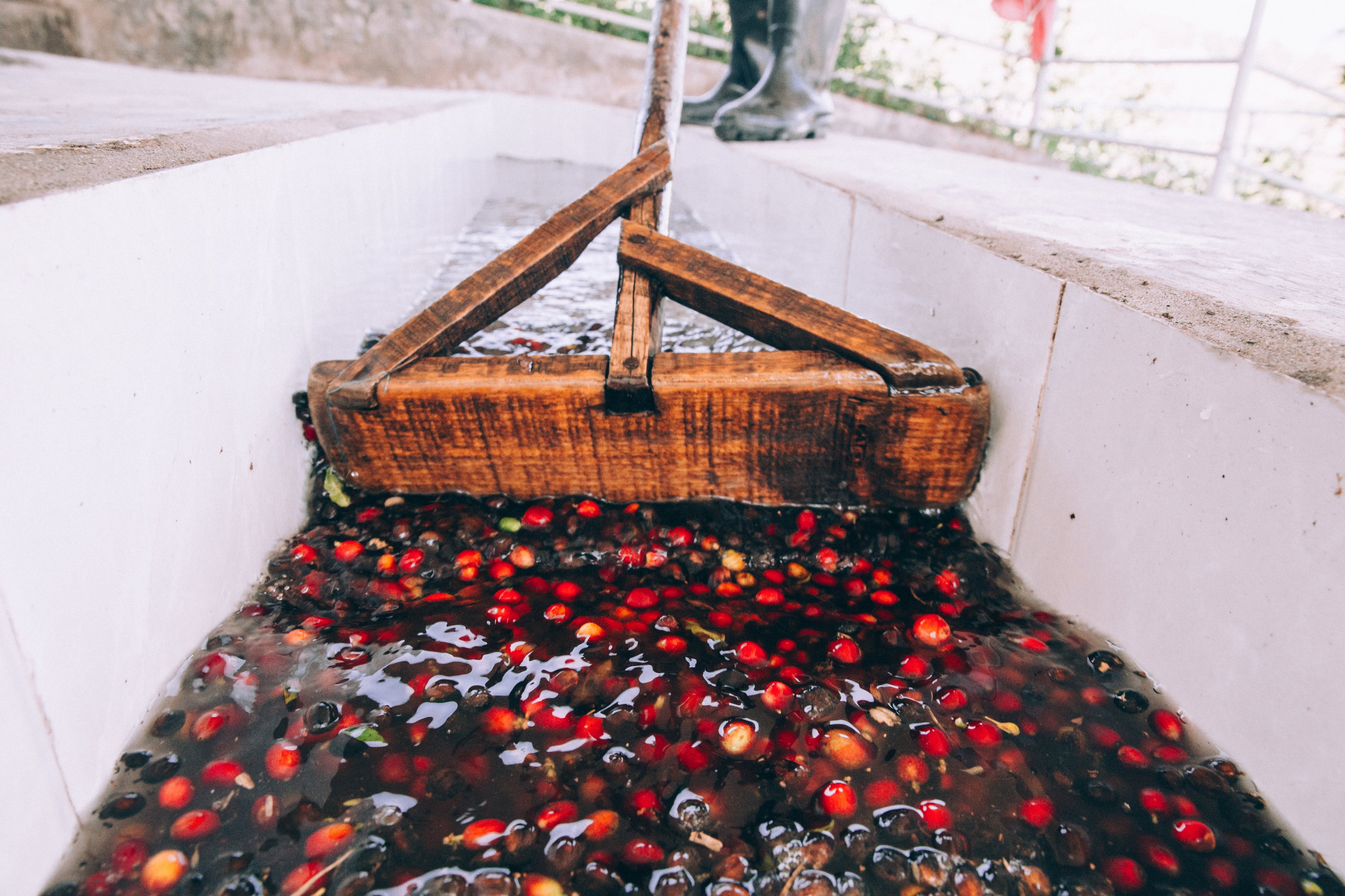 COFEE CHERRIES BEING WASHED